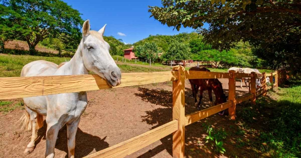 Equestrian Center at Lomas Del Mar, Playa Matapalo, Costa Rica