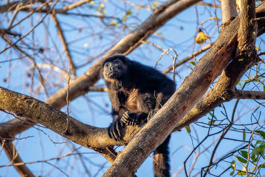 Wildlife in Costa Rica rainforest